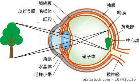 正視眼，眼睛結構，文本 107436130