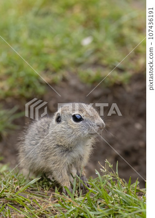 Ground squirrel colony (Syslovisko Biele vody), National park Muranska Planina, Slovakia 107436191