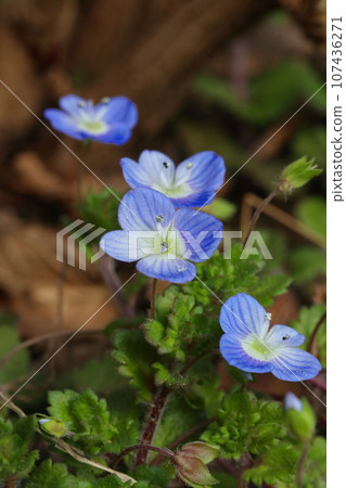 Flowering in early spring 107436271