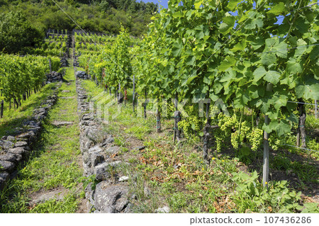 vineyard in Somlo (Somlyo) hill, Veszprem county, Hungary 107436286