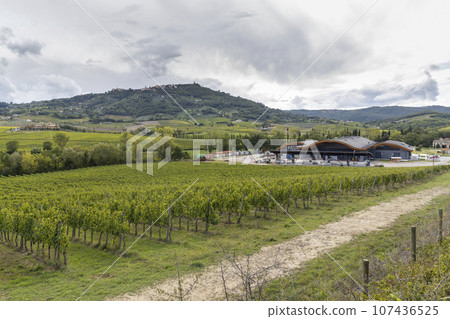 Typical Tuscan landscape with vineyard near Montalcino, Tuscany, Italy Typical Tuscan landscape with vineyard near Montalcino, Tuscany, Italy 107436525