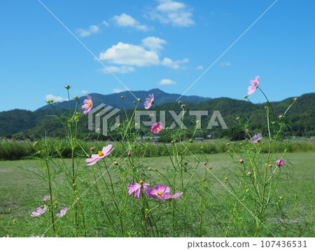 秋天櫻花盛開的嵯峨野 107436531