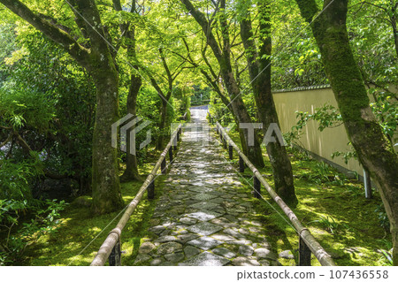 光越寺參道、藍色秋葉隧道（京都市北區高嶺光越町） 107436558