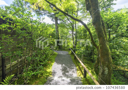 Beautiful greenery within the grounds of Koetsu-ji Temple -- Takamine Koetsu-cho, Kita-ku, Kyoto City -- 107436580