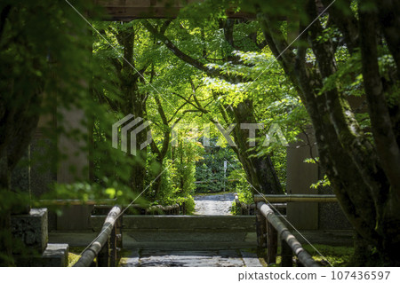 Koetsuji temple approach, tunnel of blue autumn leaves (Takamine Koetsu-cho, Kita-ku, Kyoto City) 107436597