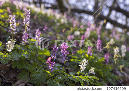 Hollow smokestack (Corydalis cava), spring forest, Southern Moravia, Czech Republic 107436609