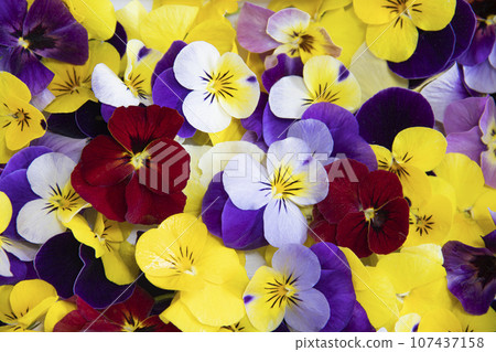 Colorful and pretty flower viola 107437158