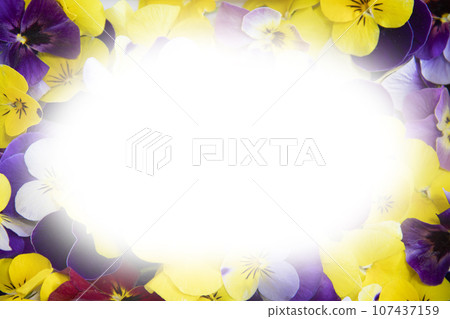 Colorful and pretty flower viola Colorful and pretty flower viola 107437159