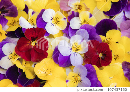 Colorful and pretty flower viola 107437160