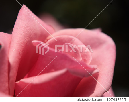 Pink rose flower "Princess de Monaco" that blooms in October during the autumn rose season 107437225