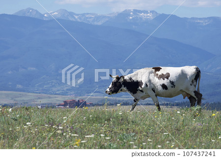A large cow grazes in a picturesque meadow against the backdrop of majestic mountains in sunny weather. A large cow grazes in a picturesque meadow against the backdrop of majestic mountains in sunny weather. 107437241