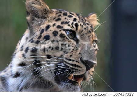 阿穆爾豹 107437328