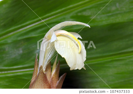 Freshly harvested myoga buds and flowers (photographed with a macro lens and natural light against a background of ginger leaves) Freshly harvested myoga buds and flowers (photographed with a macro lens and natural light against a background of ginger leaves) 107437333