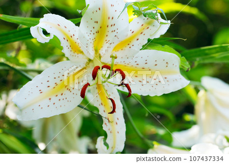 A large day lily flower blooming in a bright meadow in the mountains in early summer (using a macro lens, outdoor natural light, close-up photography) A large day lily flower blooming in a bright meadow in the mountains in early summer (using a macro lens, outdoor natural light, close-up photography) 107437334