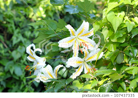 山百合花(使用微距鏡頭,戶外自然光,特寫照片) 山百合花(使用微距鏡頭,戶外自然光,特寫照片) 107437335