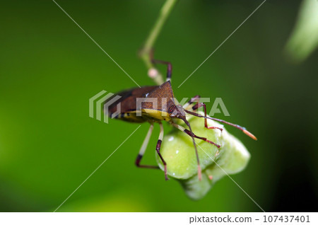 Yellow belly, colorful face of Kibara Helicopter Bug (using macro lens, strobe + natural light, green background photo) Yellow belly, colorful face of Kibara Helicopter Bug (using macro lens, strobe + natural light, green background photo) 107437401