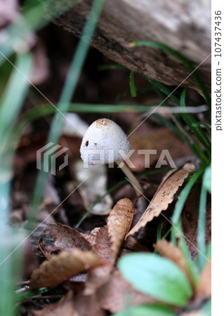 A cute Ashihosohi cotypica mushroom that looks like a forest fairy wearing a white hat (macro close-up photography) A cute Ashihosohi cotypica mushroom that looks like a forest fairy wearing a white hat (macro close-up photography) 107437436