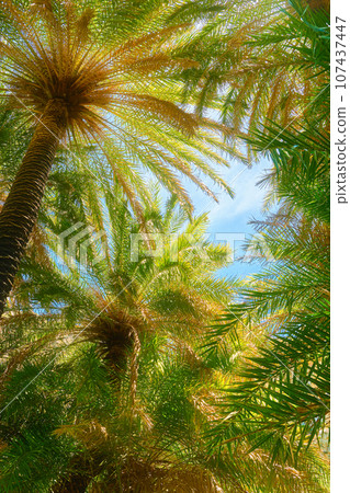 Upshot of Preveli palm forest, Crete island, Greece. Sunny day, sunshine in palm tree branches, clear blue sky, lush foliage, summer, vacation, tropical experience, exotic spot on Mediterranean sea Upshot of Preveli palm forest, Crete island, Greece. Sunny day, sunshine in palm tree branches, clear blue sky, lush foliage, summer, vacation, tropical experience, exotic spot on Mediterranean sea 107437447