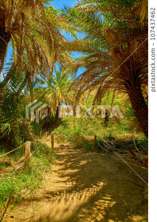 Upshot of Preveli palm forest, Crete island, Greece. Sunny day, sunshine in palm tree branches, clear blue sky, lush foliage, summer, vacation, tropical experience, exotic spot on Mediterranean sea 107437462