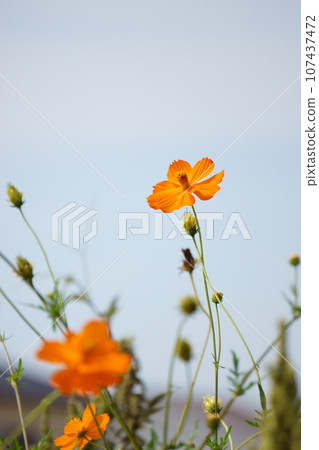 向天空綻放的薰衣草波斯菊 8 107437472