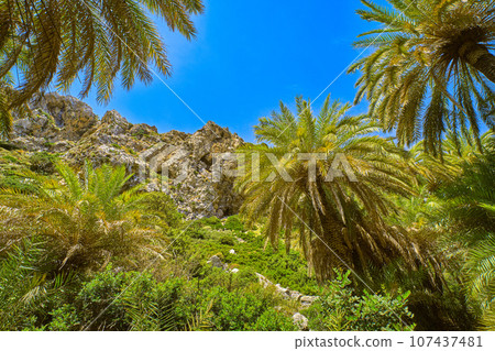 Upshot of Preveli palm forest, Crete island, Greece. Sunny day, sunshine in palm tree branches, clear blue sky, lush foliage, summer, vacation, tropical experience, exotic spot on Mediterranean sea 107437481