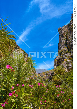 View of Kourtaliotis river and canyon near Preveli beach at Libyan sea, river and palm forest, southern Crete, Greece on clear sunny day. Travel destinations, gorge, blue sky with clouds, summer View of Kourtaliotis river and canyon near Preveli beach at Libyan sea, river and palm forest, southern Crete, Greece on clear sunny day. Travel destinations, gorge, blue sky with clouds, summer 107437535