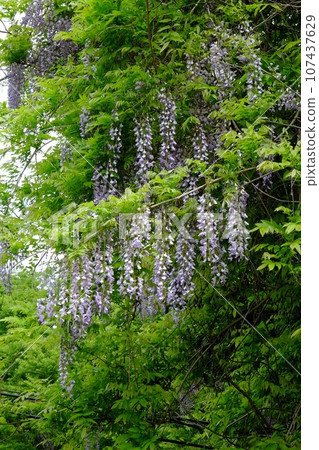 被新綠包圍的紫藤花 [相模原市津久井 4 月] 107437629