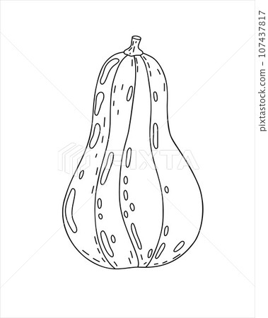 Pumpkin hand drawn outline doodle vector illustration vegetable for seasonal autumn holidays celebration design, healthy vegetarian diet, Thanksgiving, Halloween clipart 107437817