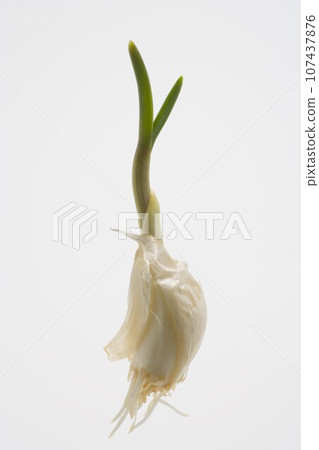 大蒜發芽 大蒜發芽 107437876