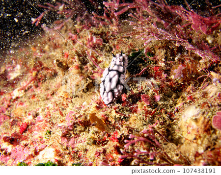 Black and white Koiboumiushi 107438191