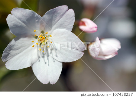 White cherry blossoms and buds of Somei Yoshino (macro lens, natural light, close-up photo) White cherry blossoms and buds of Somei Yoshino (macro lens, natural light, close-up photo) 107438237