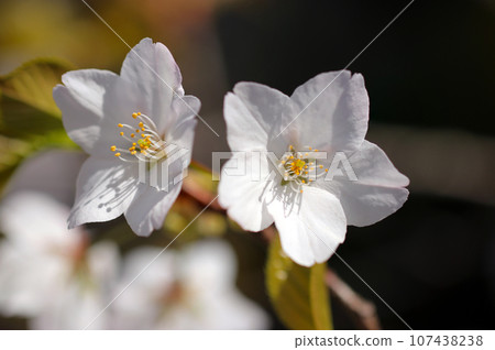 White cherry blossoms of Yoshino cherry tree (using macro lens, natural light, close-up photo) White cherry blossoms of Yoshino cherry tree (using macro lens, natural light, close-up photo) 107438238