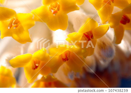A close-up shot of the bright spherical yellow flower heads of Mitsumata (using a macro lens) A close-up shot of the bright spherical yellow flower heads of Mitsumata (using a macro lens) 107438239