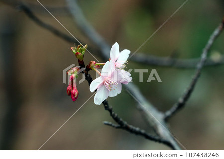 樹林背景下的一朵染井吉野櫻花(微距鏡頭,自然光,特寫照片) 樹林背景下的一朵染井吉野櫻花(微距鏡頭,自然光,特寫照片) 107438246