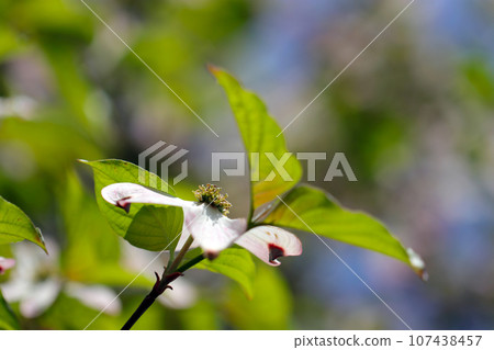 Spring tree branches with quaint dogwood flowers blooming against a sunny sky (close-up outdoor image using macro lens) 107438457