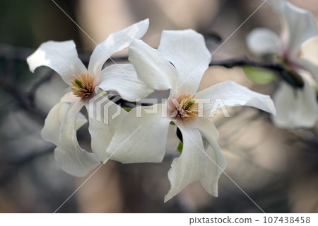 White flower branches of Kobushi (close-up outdoor image using macro lens) White flower branches of Kobushi (close-up outdoor image using macro lens) 107438458