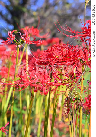 埼玉縣本荒川沿岸的長廊上野生的紅蜘蛛百合 107438616