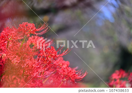 Red spider lily growing wild along the promenade along the Moto-Ara River, Saitama Prefecture, Moto-Ara River 107438633