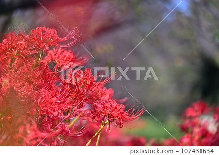 Red spider lily growing wild along the promenade along the Moto-Ara River, Saitama Prefecture, Moto-Ara River Red spider lily growing wild along the promenade along the Moto-Ara River, Saitama Prefecture, Moto-Ara River 107438634