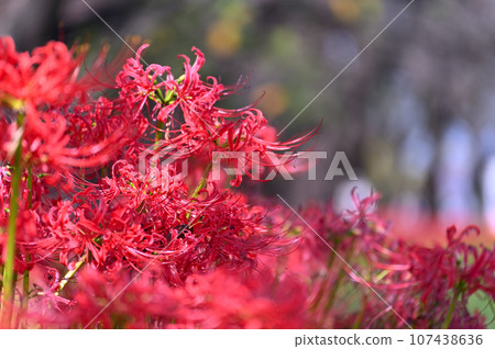 Red spider lily growing wild along the promenade along the Moto-Ara River, Saitama Prefecture, Moto-Ara River Red spider lily growing wild along the promenade along the Moto-Ara River, Saitama Prefecture, Moto-Ara River 107438636