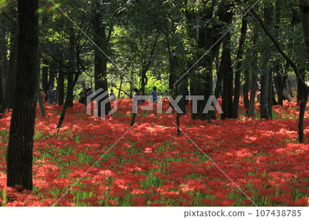 Kinchakuda Manjusha Park [Hidaka City, Saitama Prefecture] 107438785