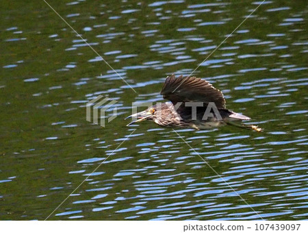 Night heron young bird flying Night heron young bird flying 107439097