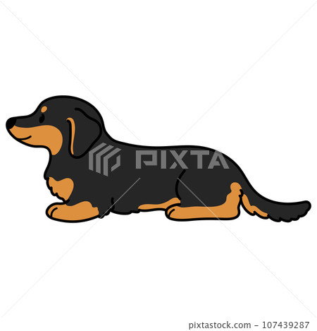 Illustration of a chocolate tan miniature dachshund lying prone with main lines 107439287