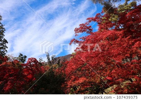Yahiko公園秋葉 107439375