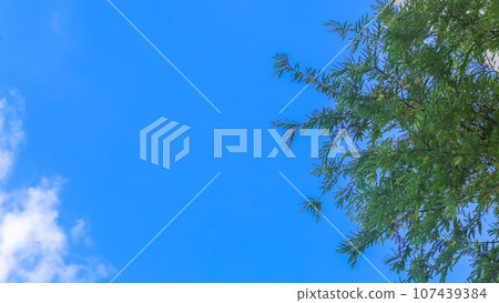 Phoenix leaves and blue sky and clouds background Phoenix leaves and blue sky and clouds background 107439384