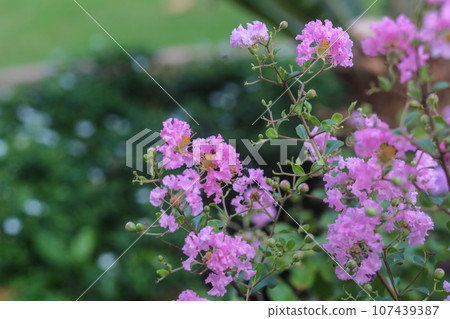 Purple Crape-myrtle flowers bloom in the garden on summer Purple Crape-myrtle flowers bloom in the garden on summer 107439387