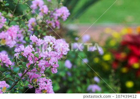 Purple Crape-myrtle flowers bloom in the garden Purple Crape-myrtle flowers bloom in the garden 107439412