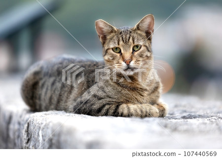 Stray cat in Old Town of Kotor, Montenegro Stray cat in Old Town of Kotor, Montenegro 107440569