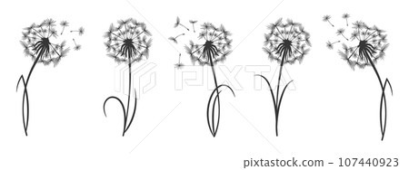 Set of contour fluffy dandelions with seeds. Wildflower linear logo sketch. Icons, vector Set of contour fluffy dandelions with seeds. Wildflower linear logo sketch. Icons, vector 107440923