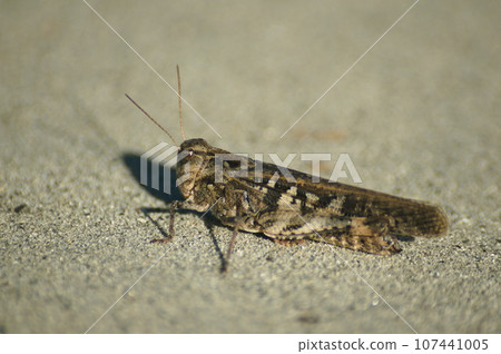 汽車蚱蜢 汽車蚱蜢 107441005